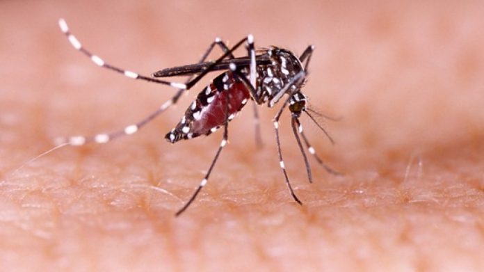 Alerte à la dengue au Togo mesures de prévention