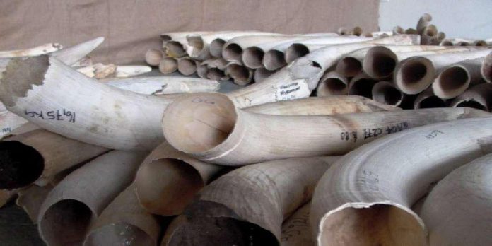 trafic d'ivoire