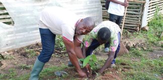 Kloto 3 : « Togo Propre » allie salubrité et reboisement à Agomé-Tomégbé Asagbé Yawo, le maire de Kloto 3, met en terre un jeune plant de cacaoyer. Agomé-Tomégbé, le 4 juillet 2026.